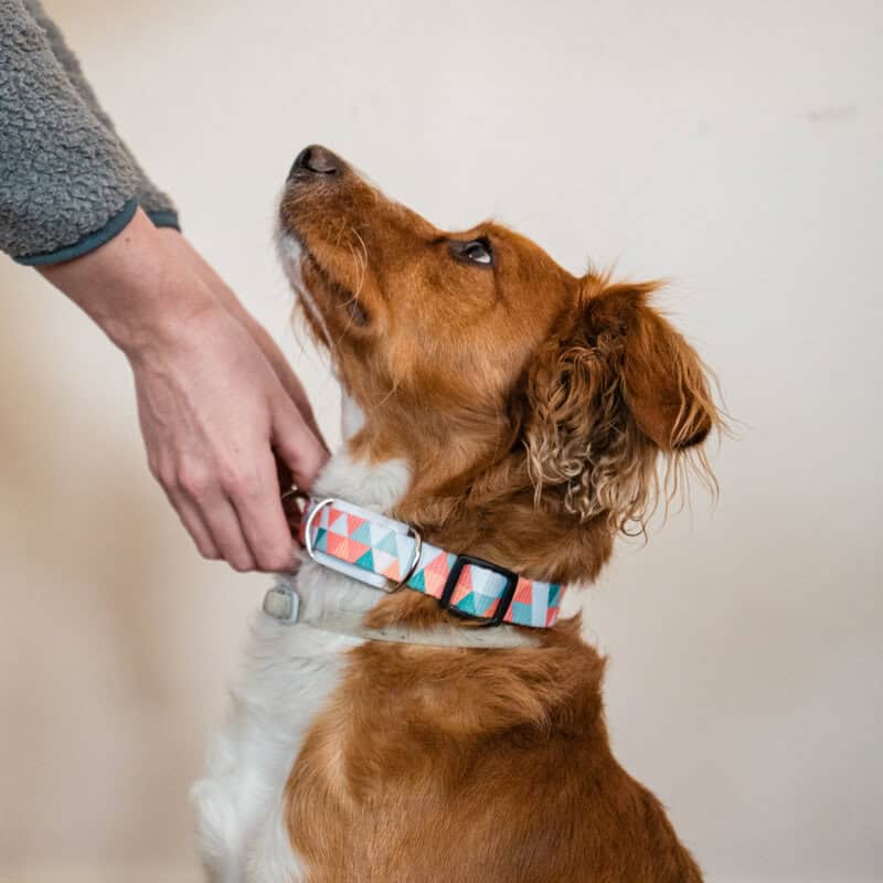 Maven pet health tracker
