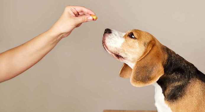 Owner gives beagle a supplement. Photo for joint supplements guide post.