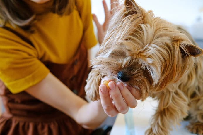 Owner gives Yorkie supplement. Photo for dog supplements post.