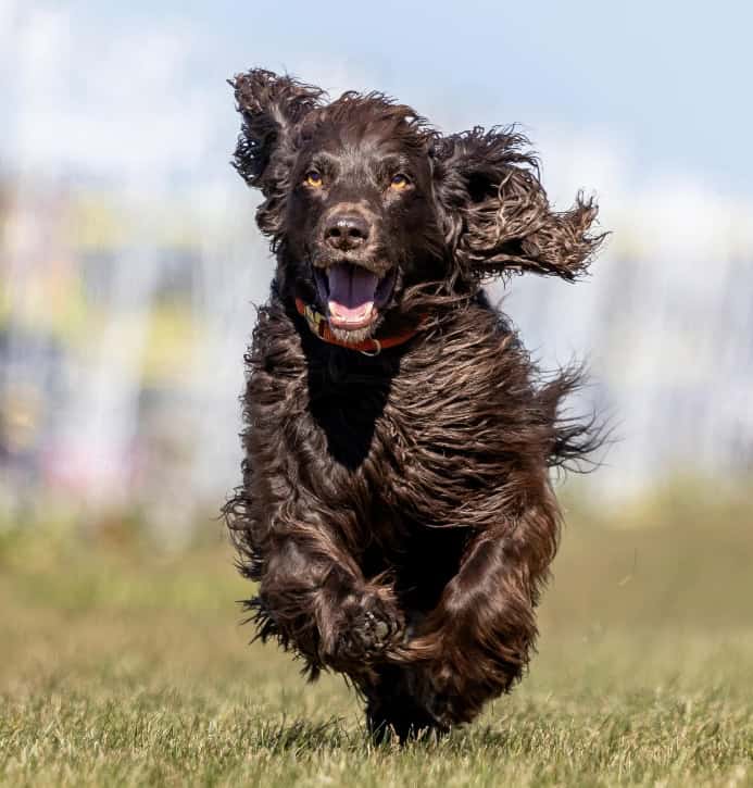 Cocker Spaniel runs. Photo for how much exercise does my do need.
