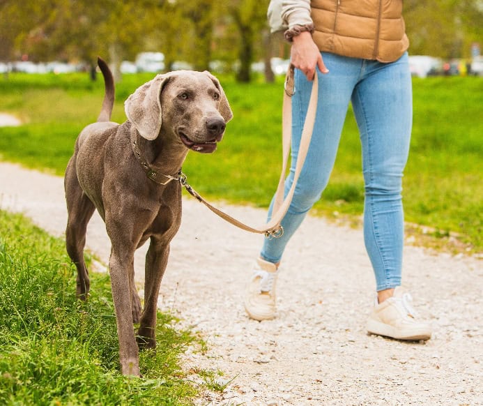 Woman walks Weimaraner.
