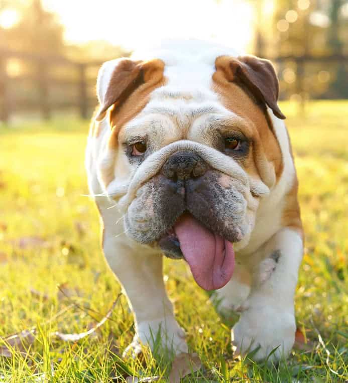 Bulldog walks in grass.