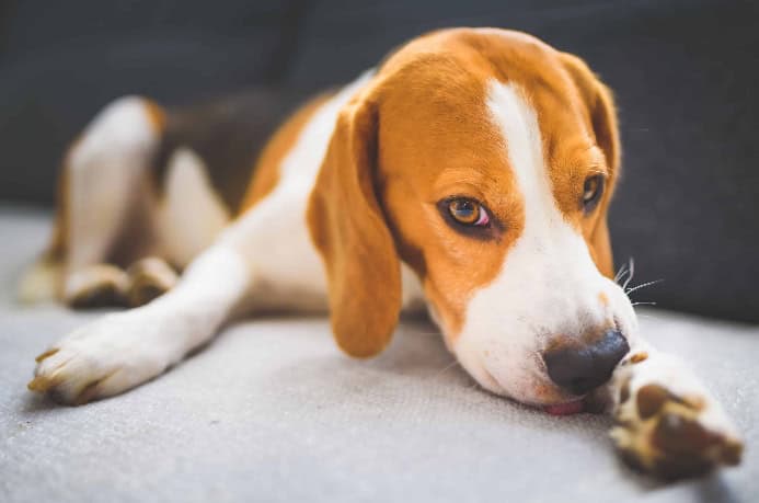 Beagle licks paws.