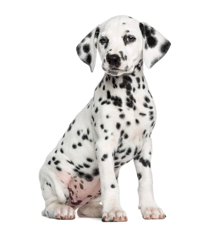 Dalmatian puppy on white background. Photo for bloat in dogs post.