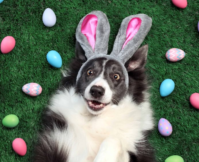 Happy Border Collie wears bunny ears and is surrounded by Easter eggs. Photo for Easter safety for dogs post.