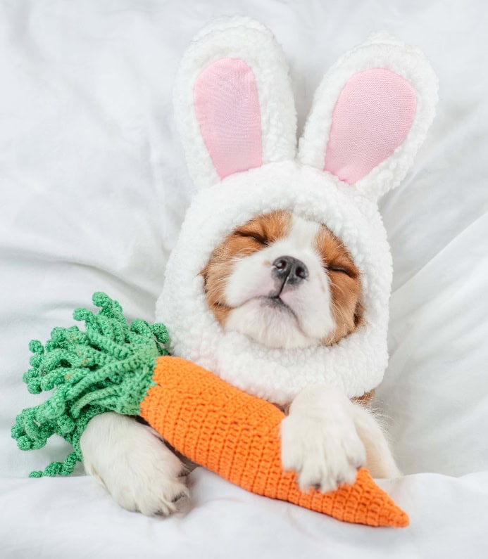 Dog wears bunny ears and holds stuffed carrot toy. Photo for Easter safety for dogs post.