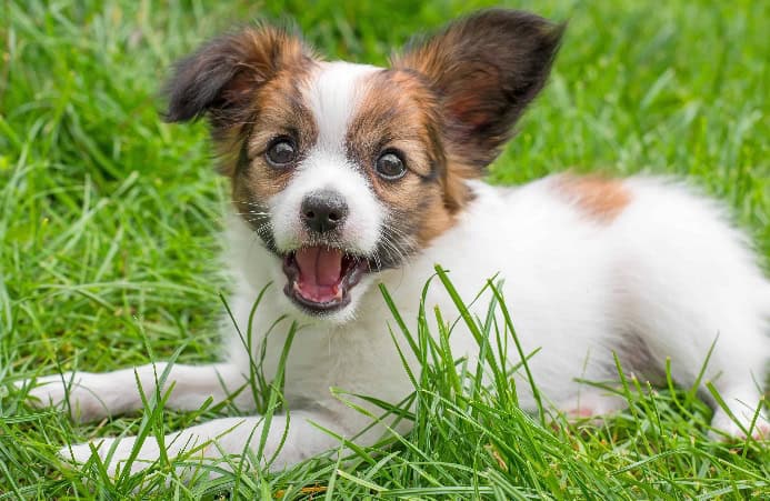 Papillion puppy in grass. Photo for dog adoption mistakes post.