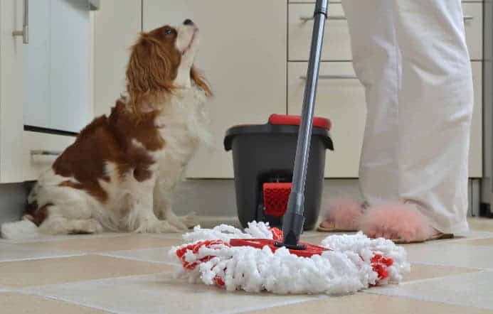 Cavalier King Charles Spaniel sits near dog owner mopping the floor. Photo for dog-safe cleaning post.