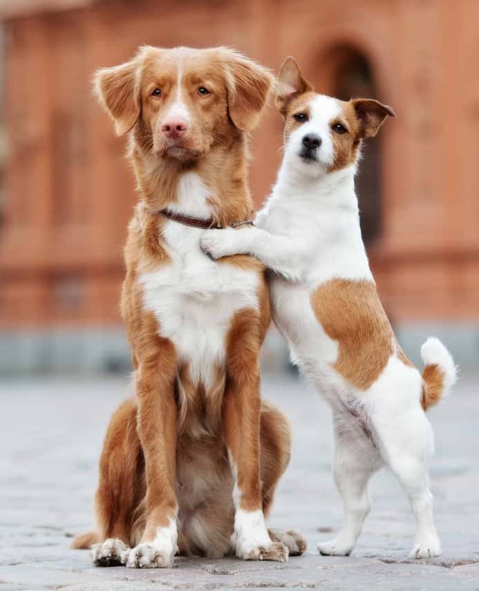 Pair of dogs plays on street. Photo for puppy socialization post.