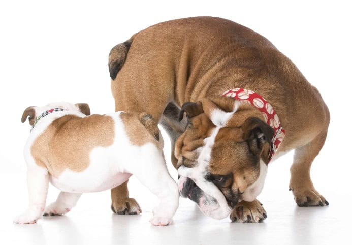 Adult bulldog sniffs bulldog puppy. Photo for puppy socialization guide post.