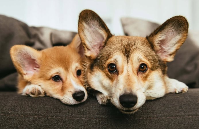 Corgi puppy snuggles with older corgi. Photo for dog socialization post.