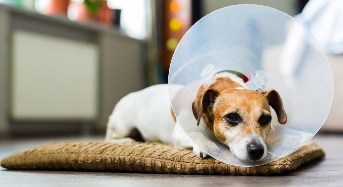 Jack Russell Terrier wears e-collar. Photo for right time to neuter post.