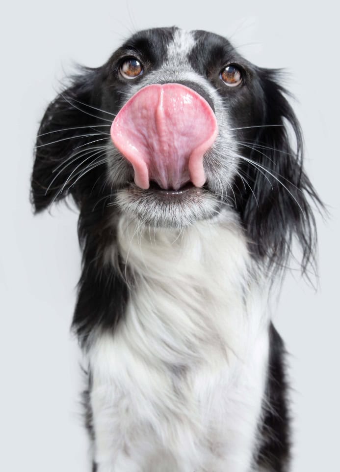 Border Collie licks lips. Photo for special needs diet post.