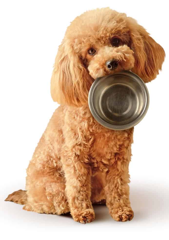 Cockapoo holds empty food dish. Photo for special needs diet post.