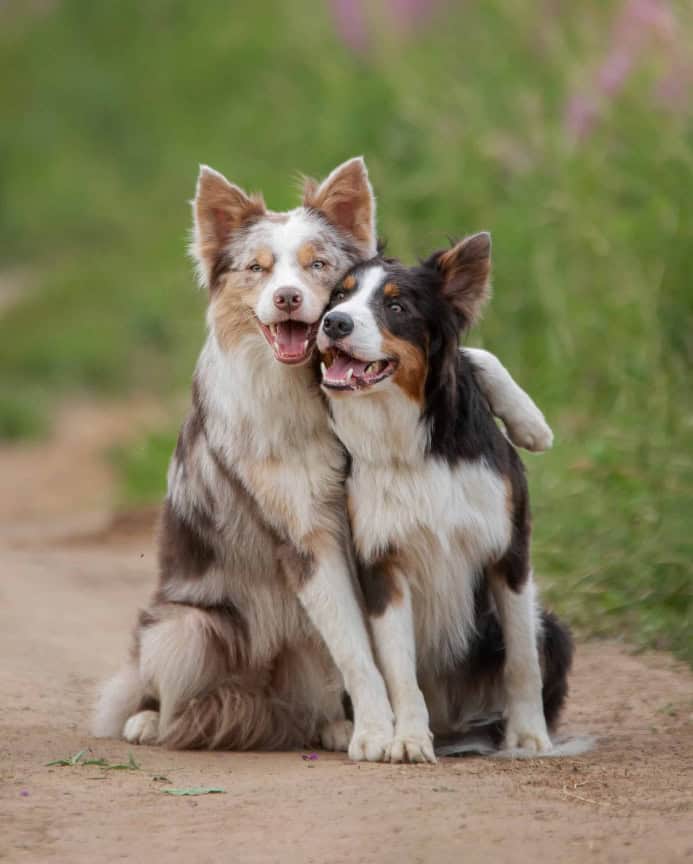Pair of Border Collies snuggle outdoors. Photo for spring hazards for dogs post.