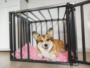 Happy corgi in comfy crate. Photo for post on crate training tips.