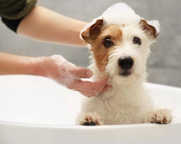 Jack Russell Terrier gets bath. Photo for desensitizing your dog to grooming post.