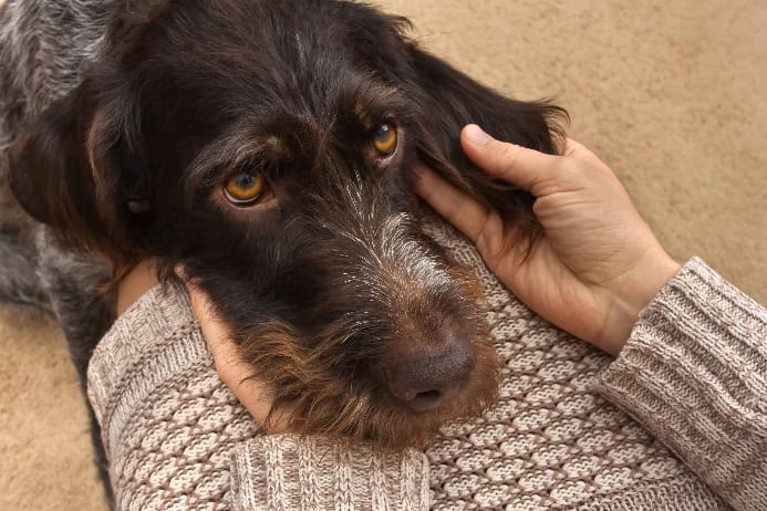 Owner massages dog's ear. Photo for desensitization post.