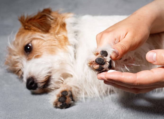 Dog owner massages pup's paws. Photo for desensitization post.