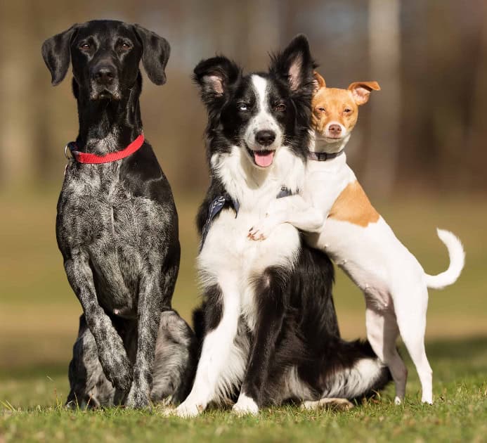 Three dogs play in grass. Photo for pet-friendly weed killers post.