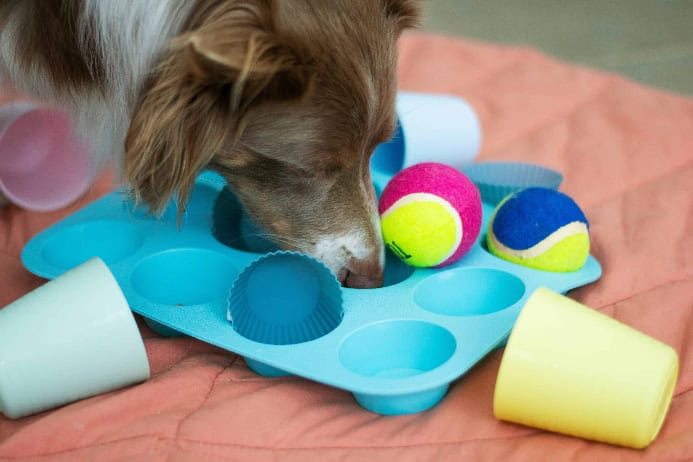 Muffin tin game photo for dog engagement games post.