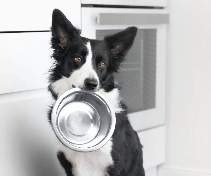 Border Collie holds metal food bowl. Photo for microplastics in dog food post.