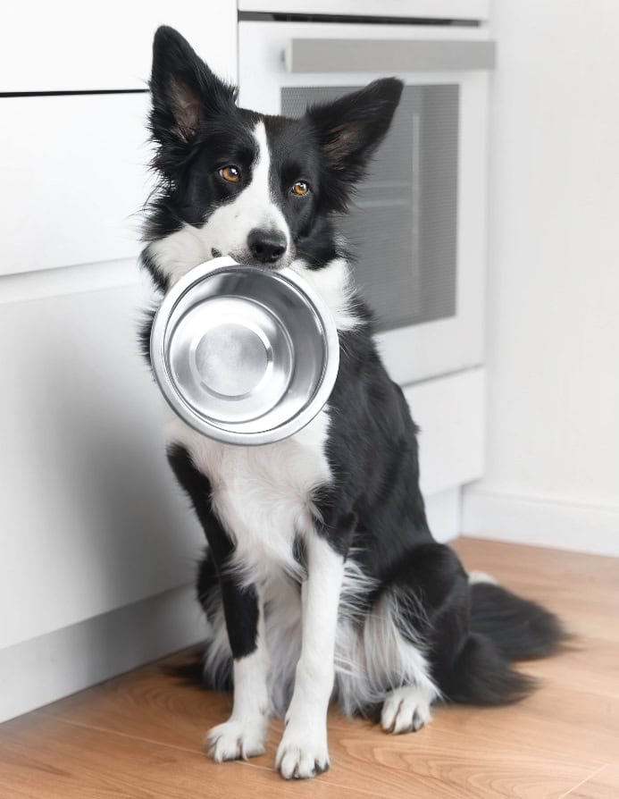 Border Collie holds metal food bowl. Photo for microplastics in dog food post.