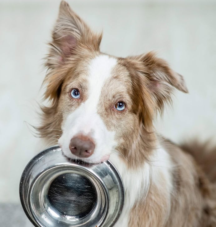 Australian Shepherd holds empty food bowl. Photo for portion control post.