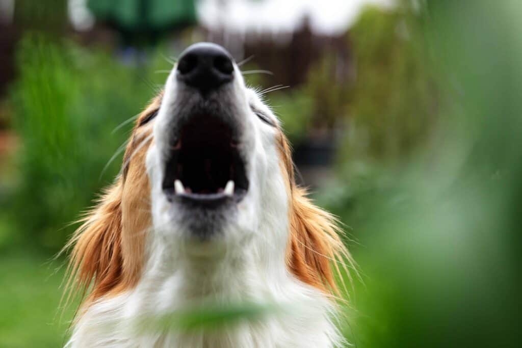 Reactive dog barks.