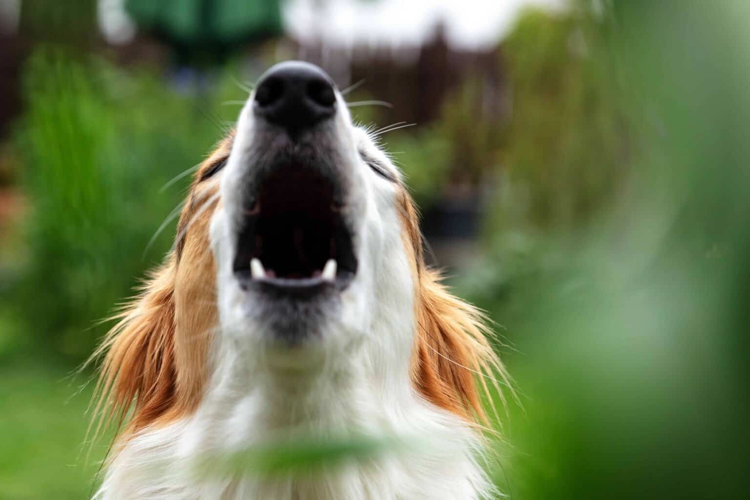Reactive dog barks.