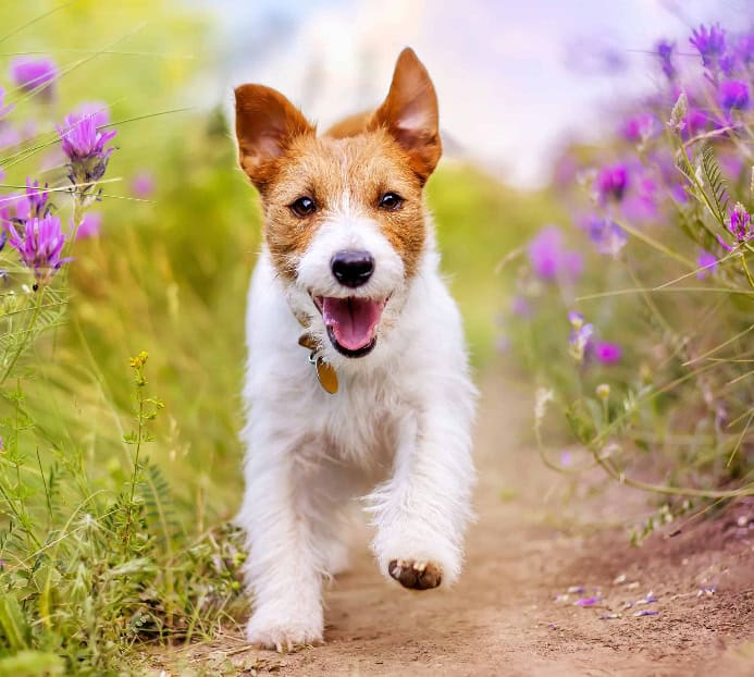 Jack Russell Terrier runs by spring flowers. Photo for spring paw care post.