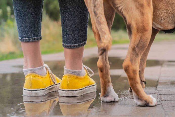 Photo of owner's feet and dog's paws. Illustration for spring paw care post.