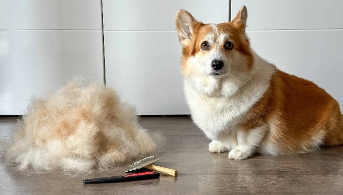 Corgi sits next to pile of lose hair and grooming tools.