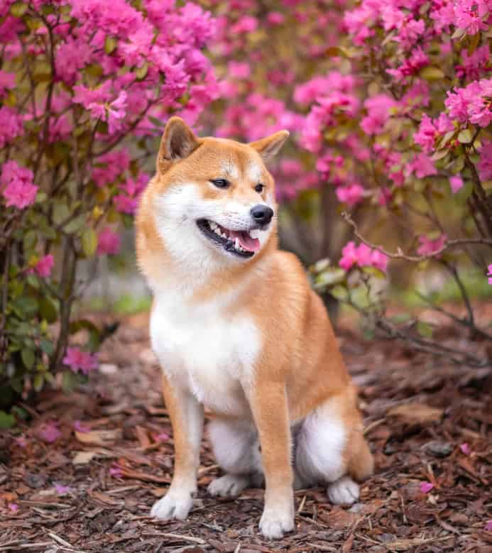 Shiba Inu surrounded by azaleas. Photo for toxic spring plants post.