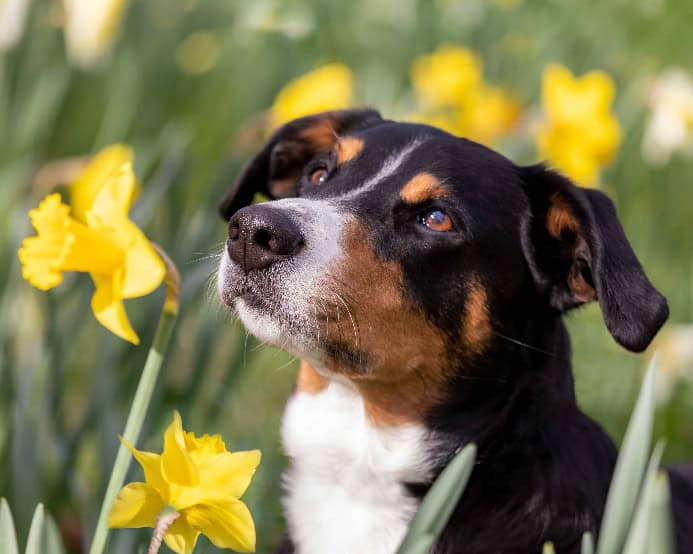 Dog with daffodils.