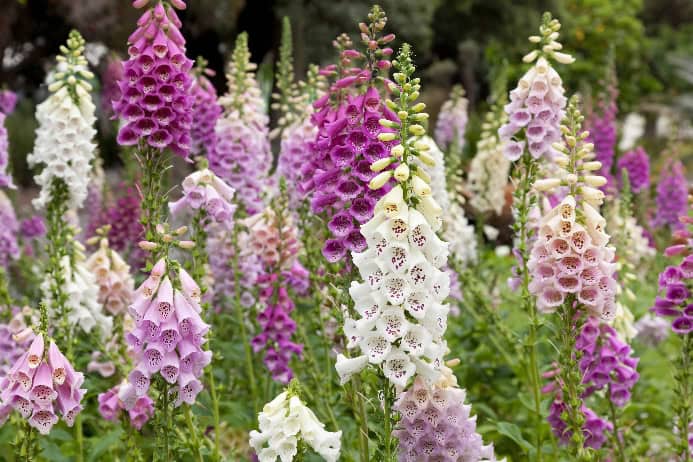 Foxgloves are toxic spring plants for dogs.