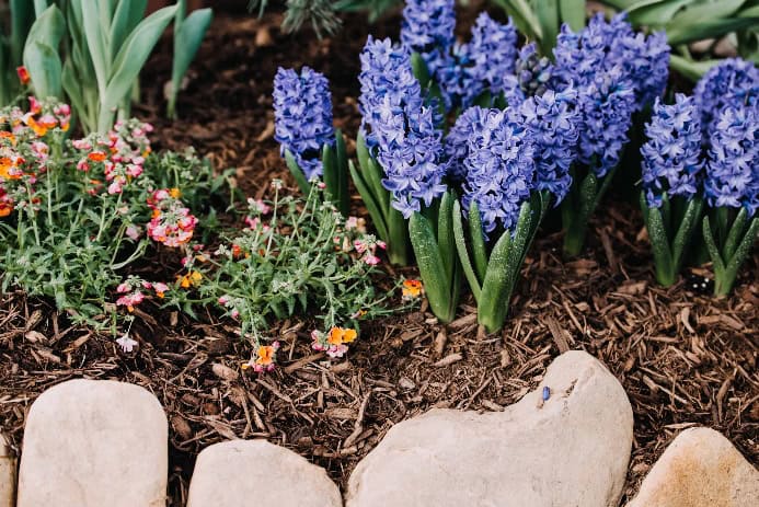 Hyacinth plants.