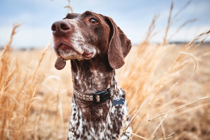 German Shorthaired Pointer in a wheat field.