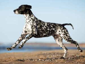 Black German Shorthaired Pointer runs on beach.