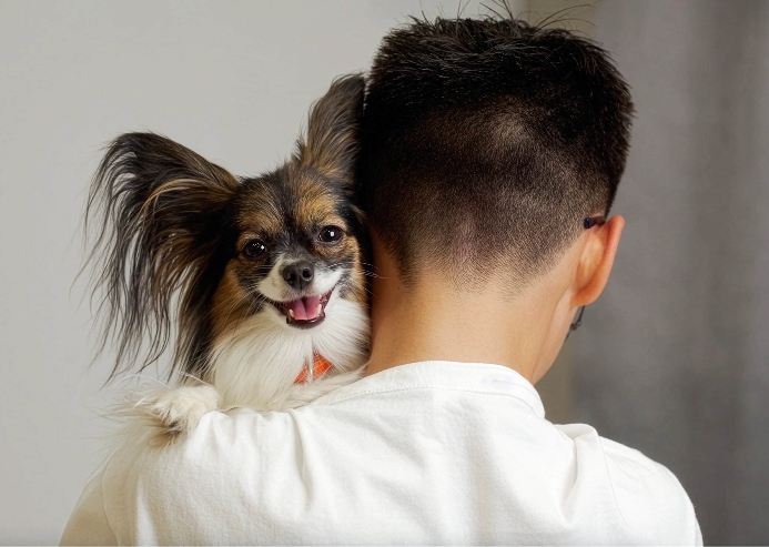 Papillion cuddles with owner. Photo for best dog breeds for first-time owners post.