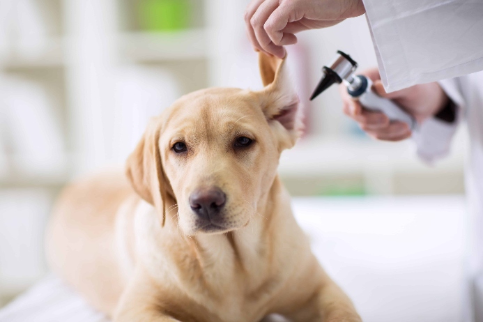 Vet examines golden retriever. Photo for can’t afford dog vet bill post.