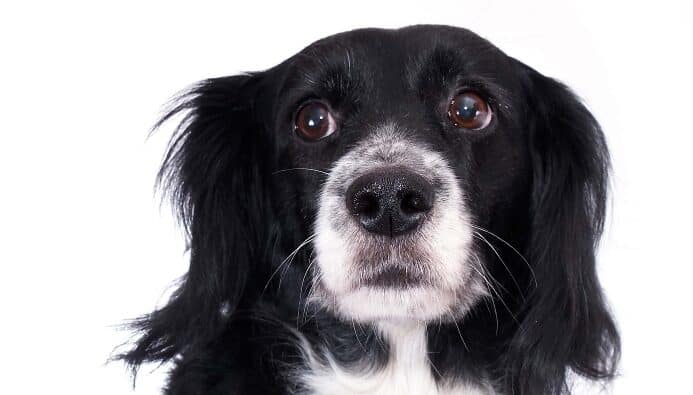 Border Collie shows whale eye. Photo for dog body language stress signs post.