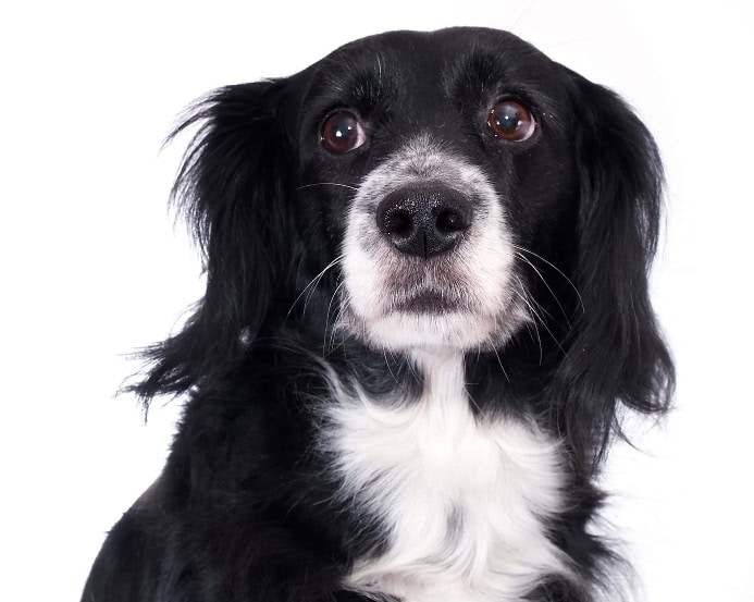 Border Collie shows whale eye. Photo for dog body language stress signs post.