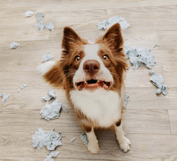 Stressed Border Collie surrounded by shredded paper. Photo for dog separation anxiety post.
