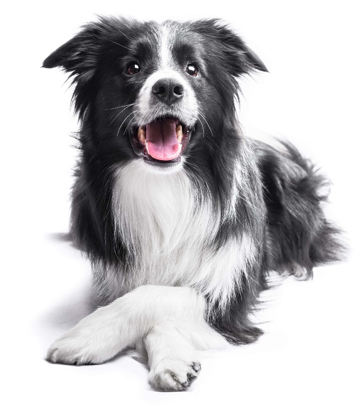 Border Collie on white background. Photo for intelligent dogs post.