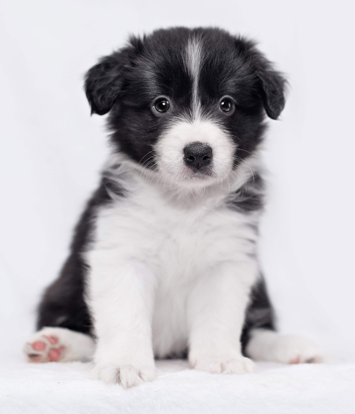 Border Collie puppy. Photo for new puppy owner mistakes post.