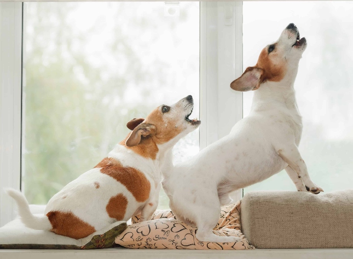 Pair of Jack Russell Terriers bark at window. Photo for reasons dogs bark post.