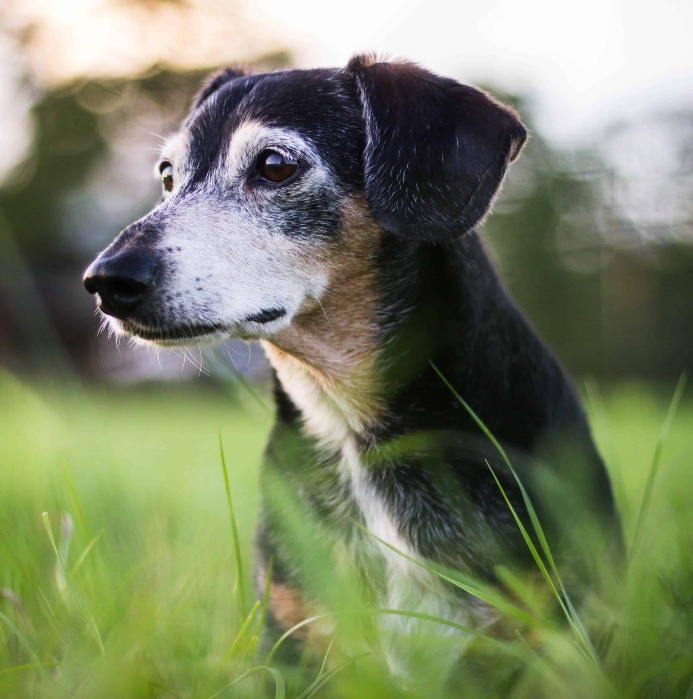 Older dog sits outside. Photo for senior dog nutrition.