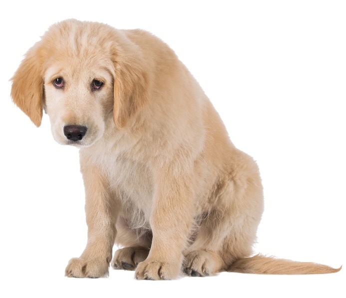 Sad golden retriever on white background. Photo for signs of pain article.