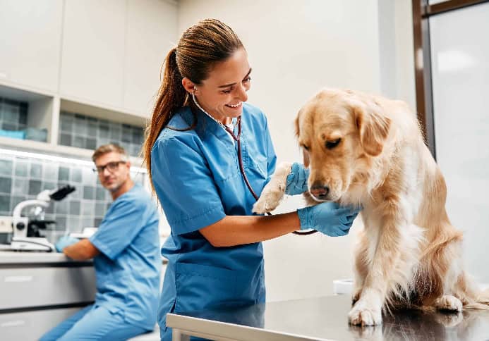 Veterinarian exams golden retriever. Photo for pain signs article.